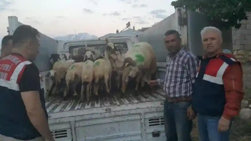 Hayvan hırsızlarını özel ekip yakaladı