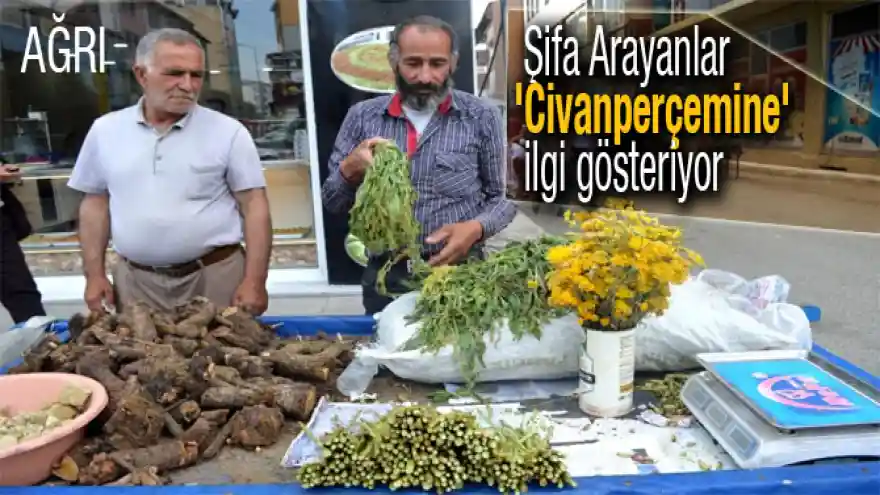 Ağrı'da Şifa Arayanlar 'Civanperçemine' ilgi gösteriyor