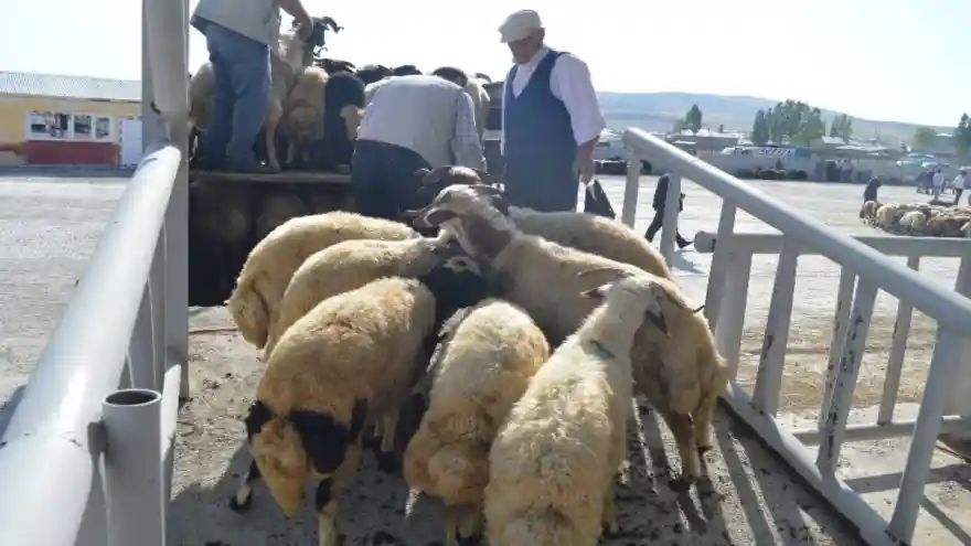 Ağrı'da kurbanlık sevkıyatı başladı