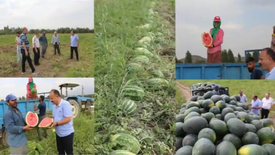 Karpuz Hasadı Yüzleri Güldürüyor