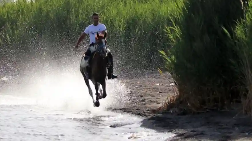Yarış atlarına Van Gölü'nde antrenman yaptırıyor