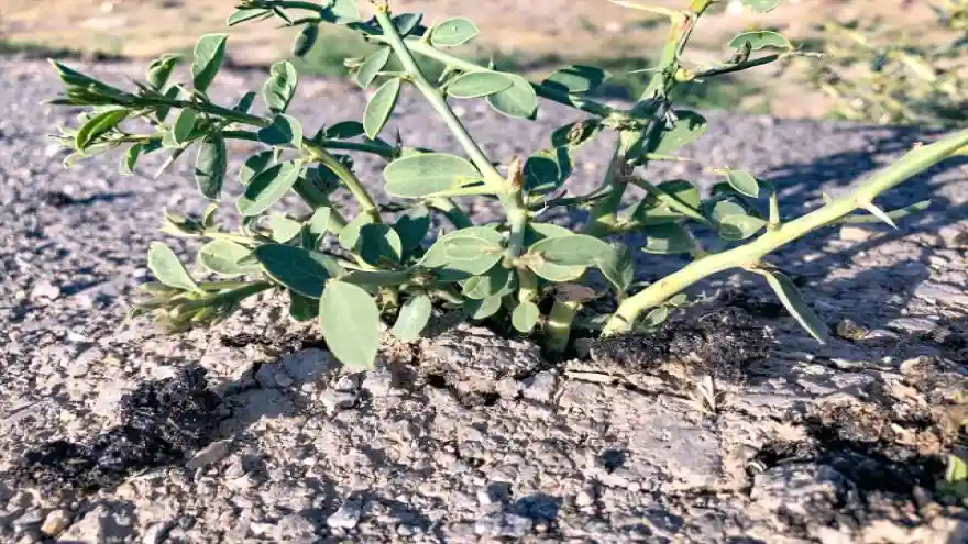 ASFALTTAN ÇIKAN BİTKİ İLGİNÇ GÖRÜNTÜ OLUŞTURDU
