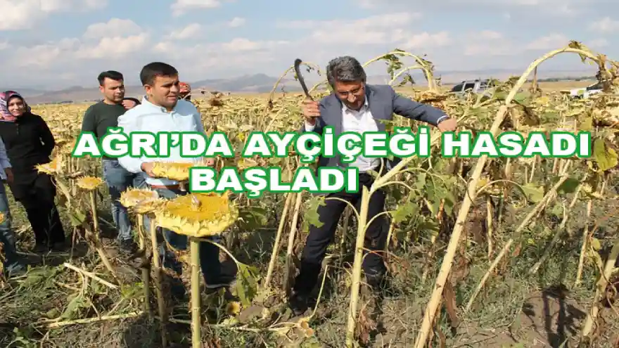 AĞRI'DA AYÇİÇEĞİ HASADI BAŞLADI
AĞRI'DA AYÇİÇEĞİ HASADI BAŞLADI