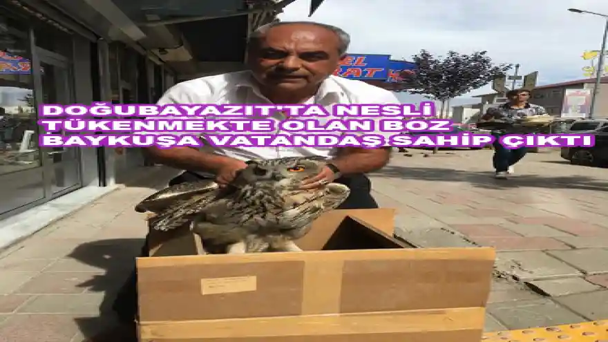 DOĞUBAYAZIT'TA  NESLİ TÜKENMEKTE OLAN BOZ BAYKUŞA VATANDAŞ SAHİP ÇIKTI