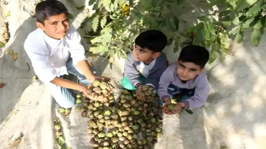 Adilcevaz'da ceviz hasadı başladı