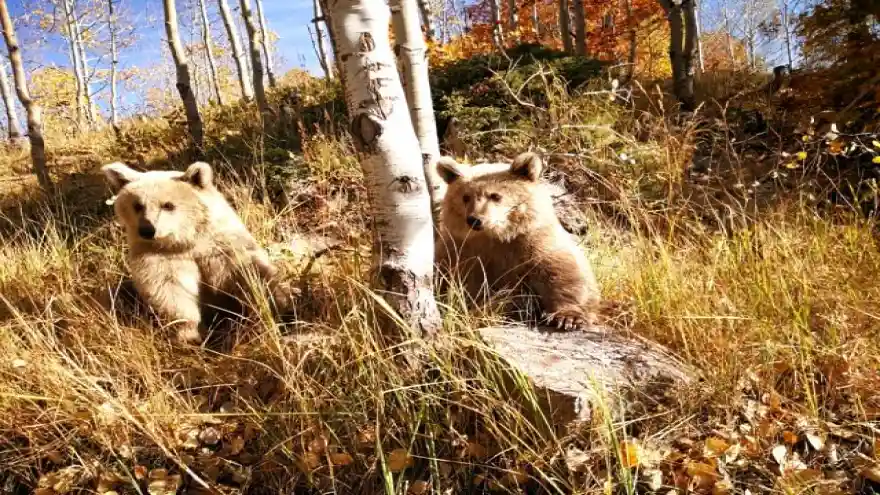 Nemrut'un ziyaretçilerini kardeş boz ayılar karşılıyor