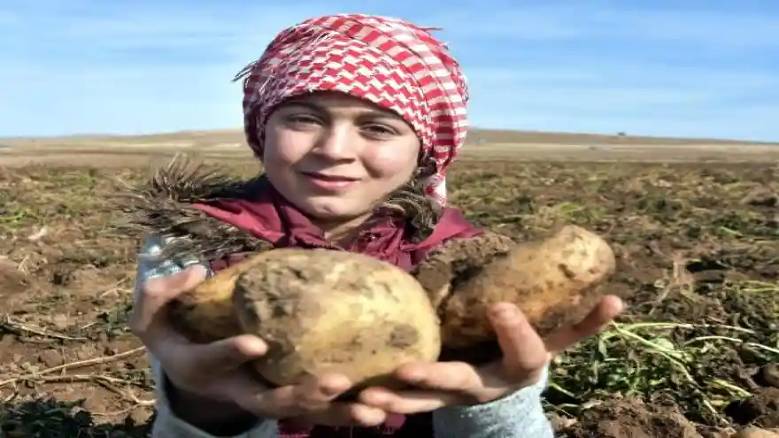 Patates üreticisi, hasattan memnun