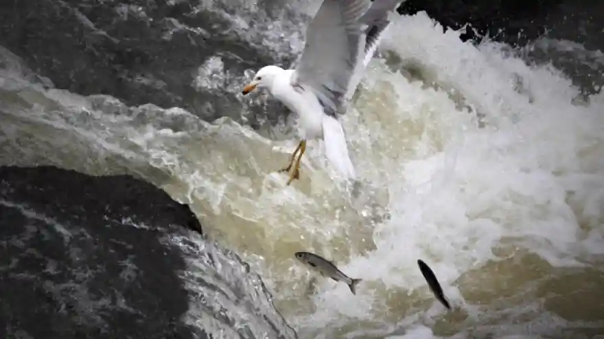 İnci kefali bölgenin markası oldu 
