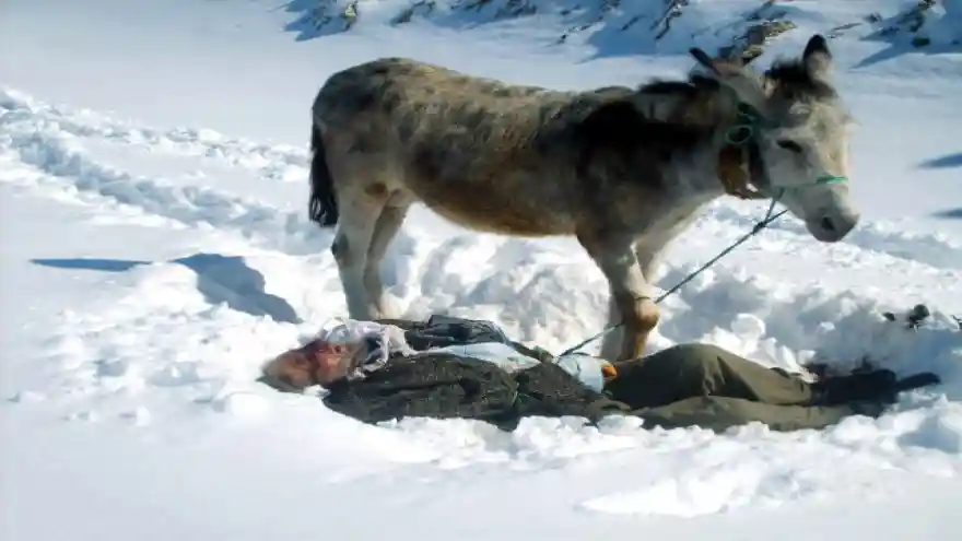 Eşek, Donarak Ölen Sahibinin Başından 4 Gün Ayrılmadı