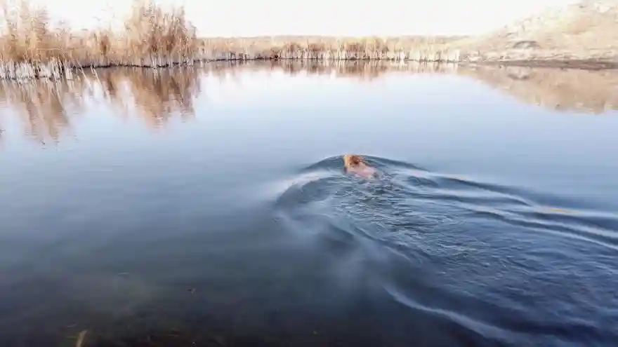 'Esrarengiz fareler' Ağrı Dağı'nı sevdi: Duyanlar görmeye geliyor