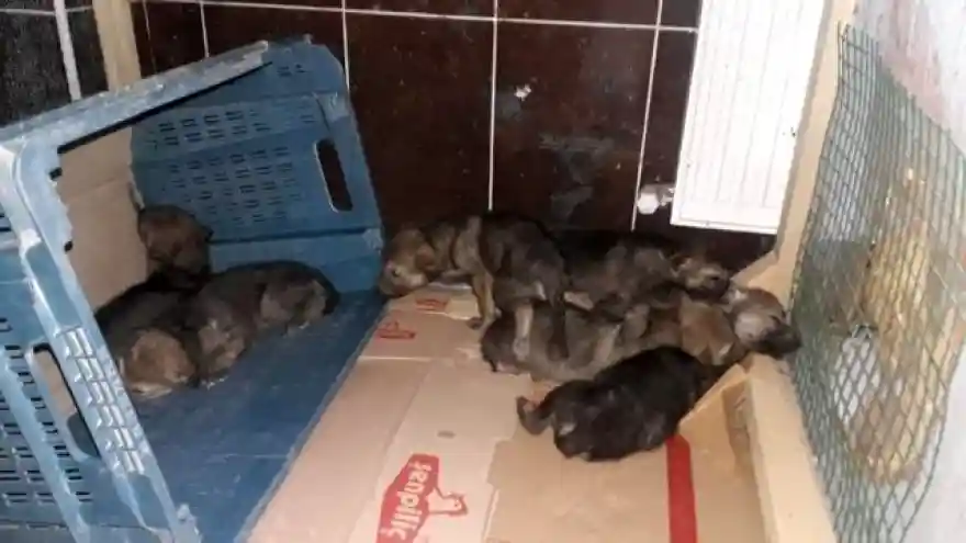 Iğdır'da bulunan yavru kurtlar koruma altına alındı