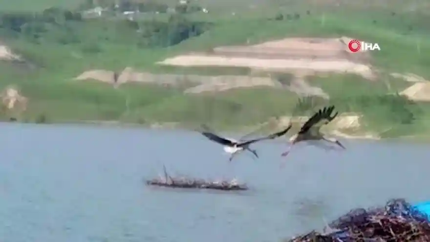 Su seviyesi yükselince yavru leylekler yuvada telef oldu