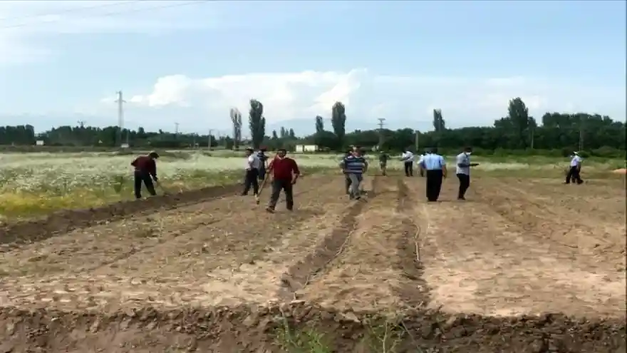 Iğdır'da lavanta dikimi yapıldı
