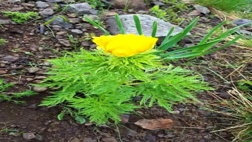 150 yıl sonra görülmüştü, 'kandamlası' bu yıl da kendini gösterdi