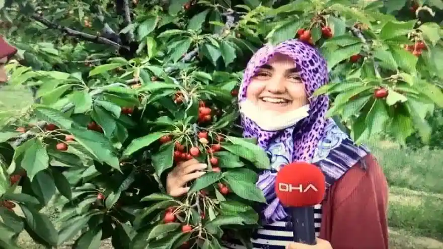 Sakin şehir Uzundere'de kiraz mevsimi