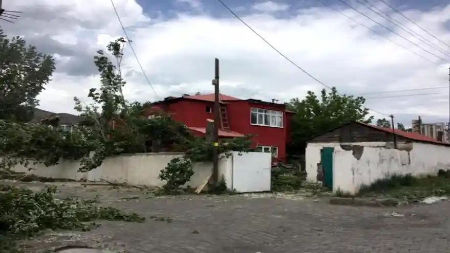 Kars'ta belediye polenli ağaçları kesiyor
