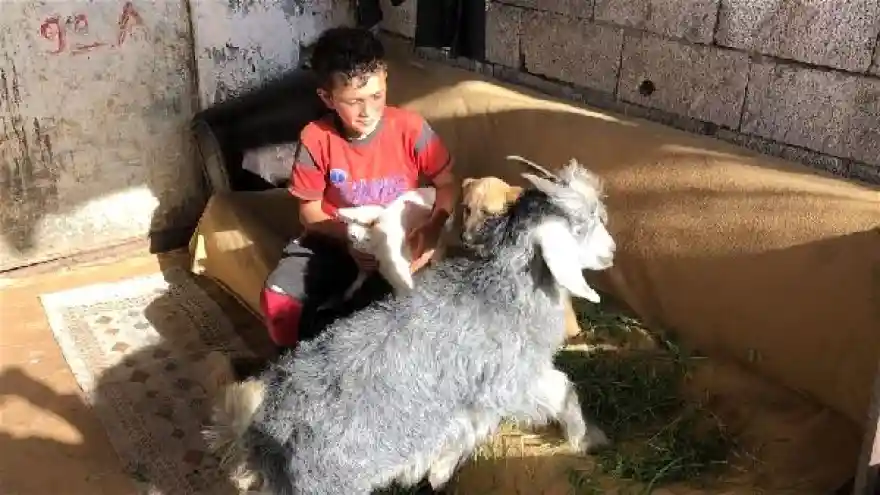 Yasin'in hayvanat bahçesi, Bremen Mızıkacıları'nı gerçeğe çevirdi