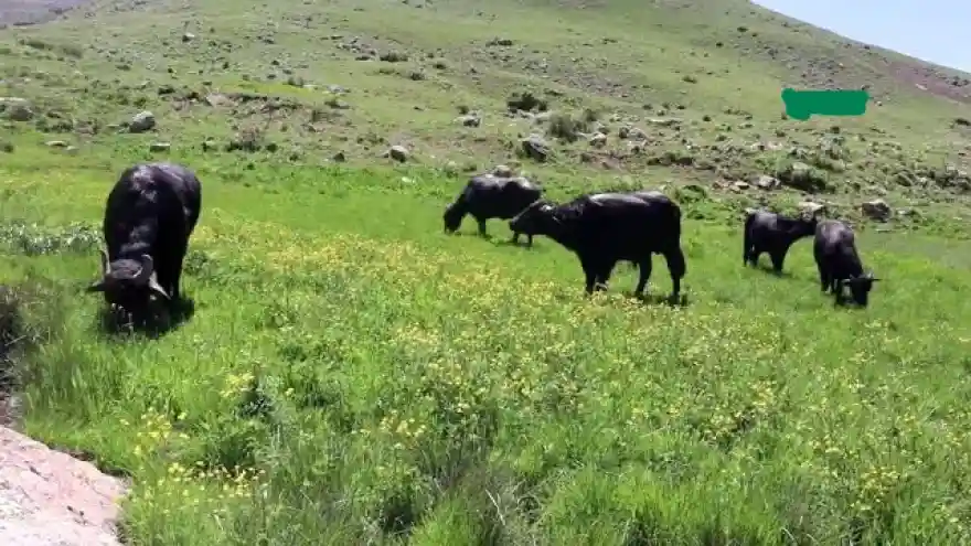 Çiftçiler binbir zorlukla üretmeye devam ediyorlar