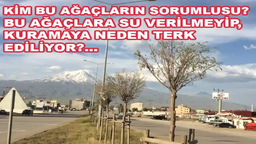 KİM BU AĞAÇLARIN SORUMLUSU? BU AĞAÇLARA SU VERİLMEYİP, KURUMAYA NEDEN TERK EDİLİYOR?