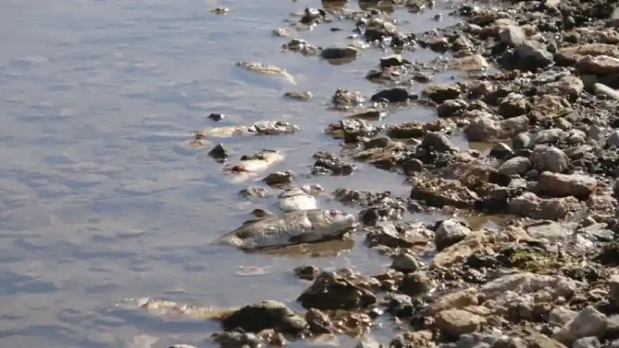 Balık yiyen köpeklerden şüphelendiler, toplu ölümlerle karşılaştılar  