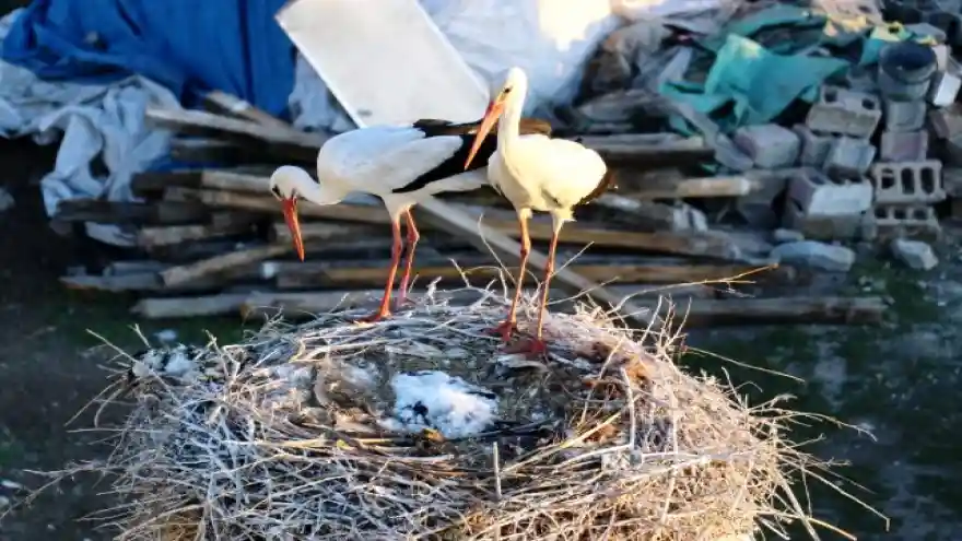 LEYLEKLER YILLARDIR KÖYLÜLERİN HAZIRLADIĞI YERDE YUVA YAPIYORLAR