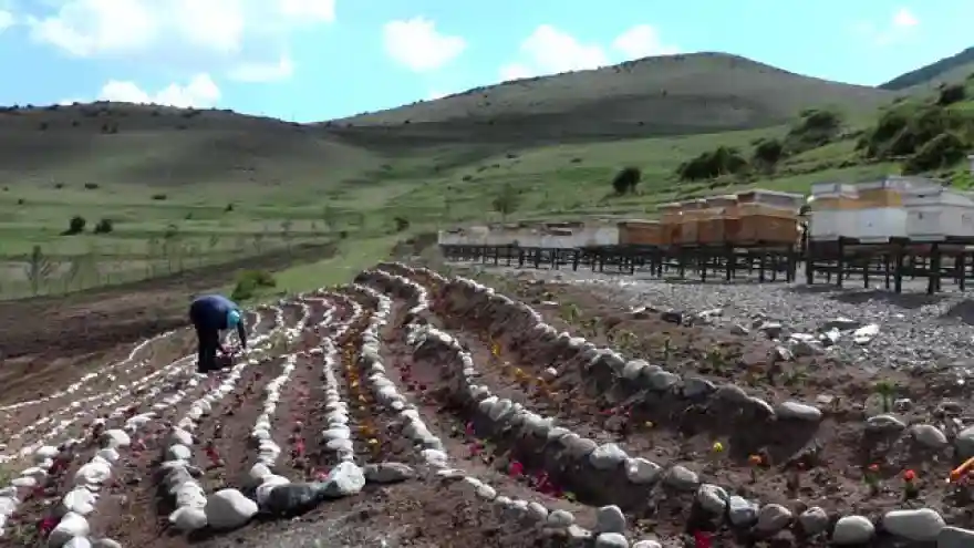 ERZURUM'DA BELEDİYE ARILAR İÇİN 'BAL ORMANI' KURDU