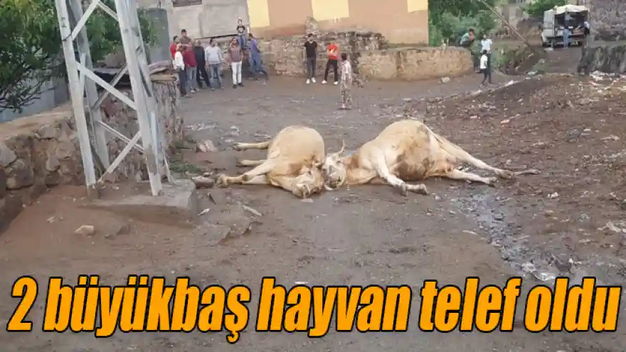 Kars'ın Kağızman İlçesinde elektrik akımın kapılan 2 büyükbaş hayvan telef oldu.