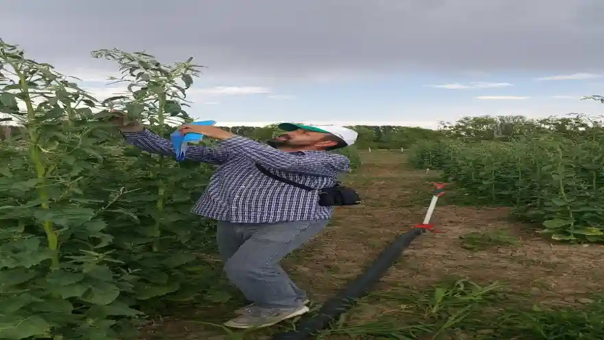 Iğdır Üniversitesinde Alternatif Gıda Kaynağı Yetiştirmek Üzere Çalışmalar Başladı