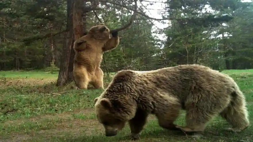Sarıkamış ormanında ayıların kaşınma anlarını görüntülediler