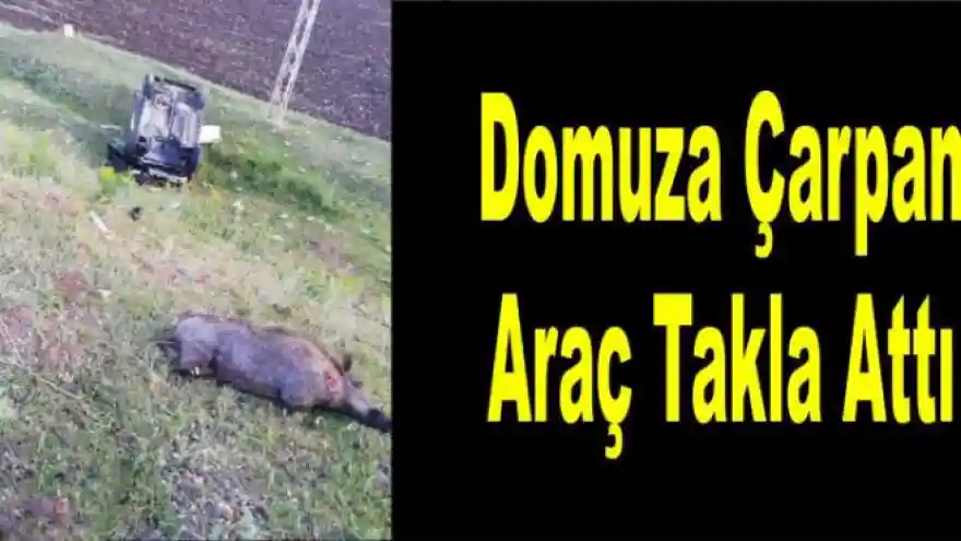 Ağrı da Domuza Çarpan Araç Takla Attı