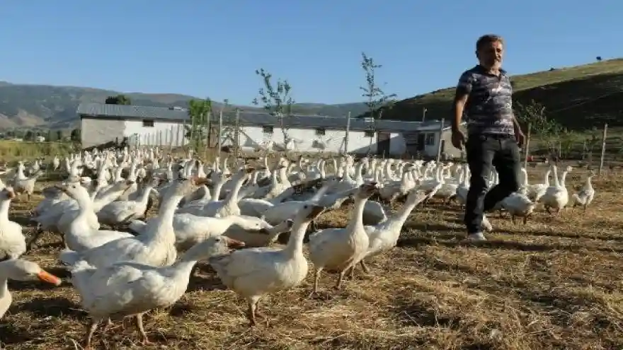 Kaz çiftliği kurdular, yurt dışından gelen taleplere yetişmeye çalışıyorlar