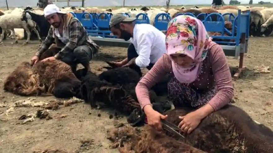 Muş'ta 'koyun kırkma' mesaisi