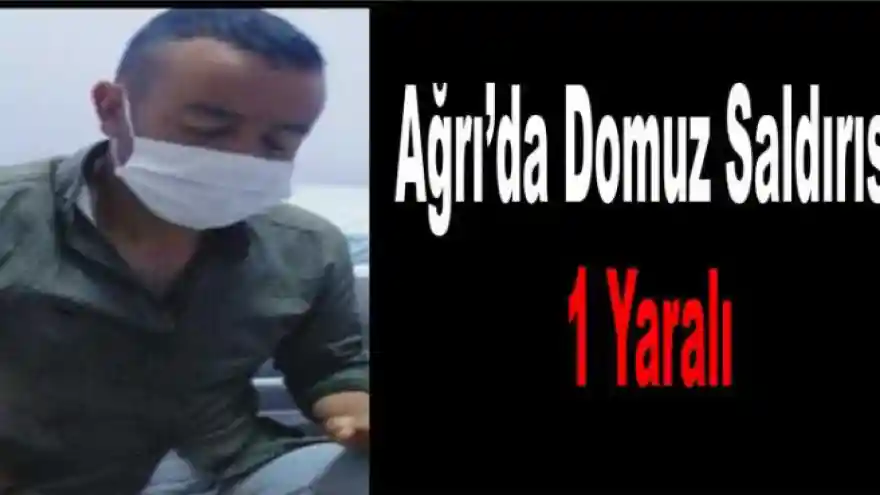 Ağrı da Domuzların Saldırdığı Vatandaş Yaralandı  