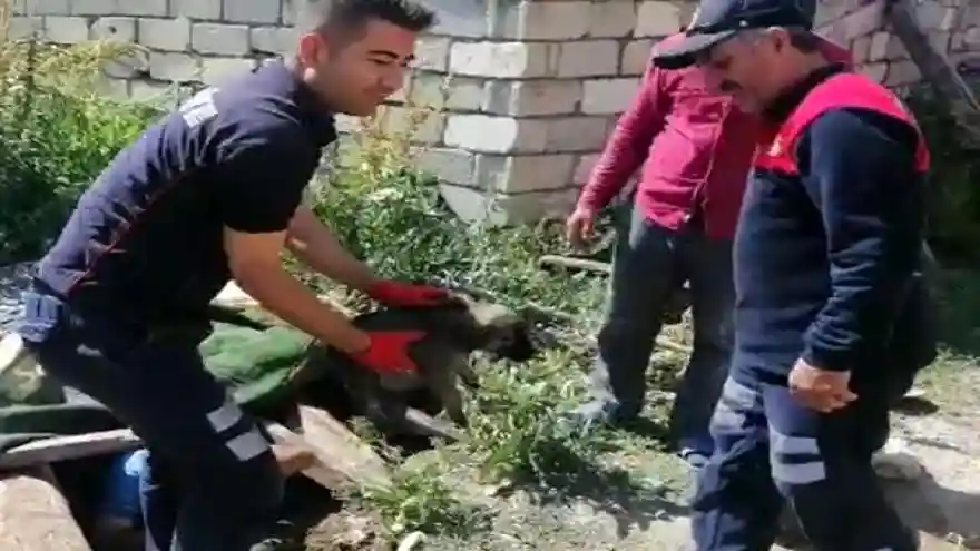 Ağrı'da su kuyusuna düşen yavru köpeği itfaiye ekipleri kurtardı
