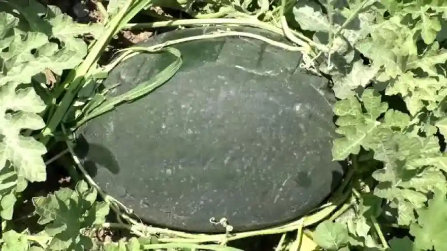 Iğdır'da 'bal küpü' hasadı başladı