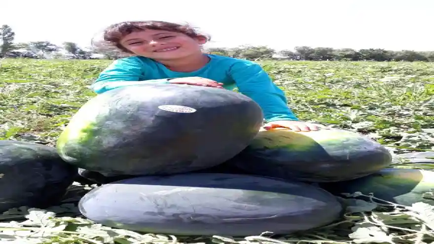 Iğdır'ın karpuzu, Diyarbakır'a rakip oldu