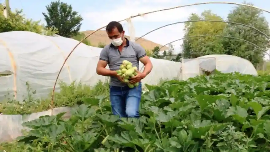 Edremit’te çiftçiye sağlanan destek meyvelerini verdi  