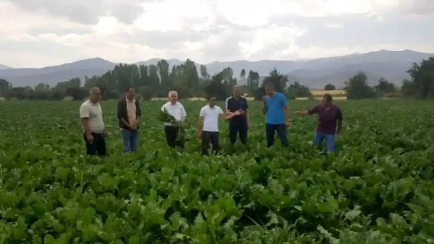 Müdür Görentaş, şeker pancarı üretim alanlarını gezdi