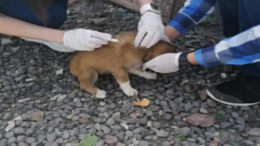 Kars Belediyesi Hayvan Barınağında Hayvanlar Tedavi Yapılmaktadır