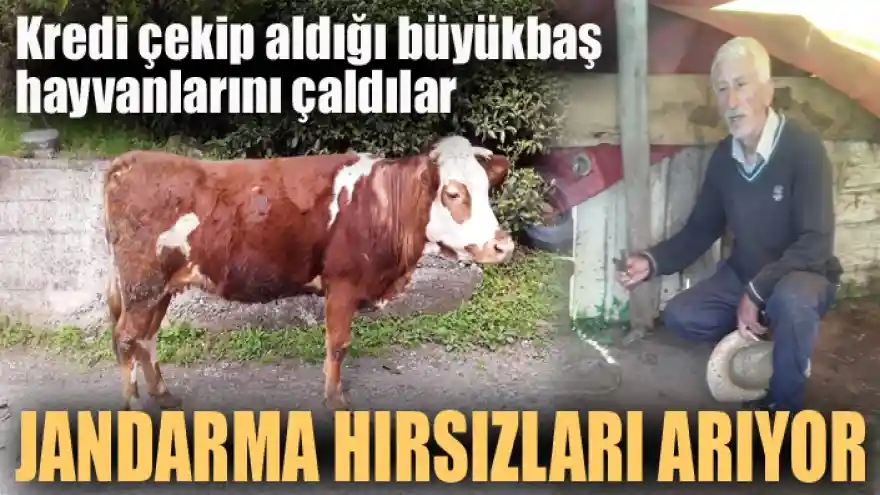 Jandarma hayvan hırsızlarını arıyor