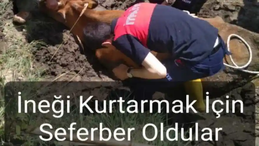 Bataklığın Çektiği İneği Kurtardılar 