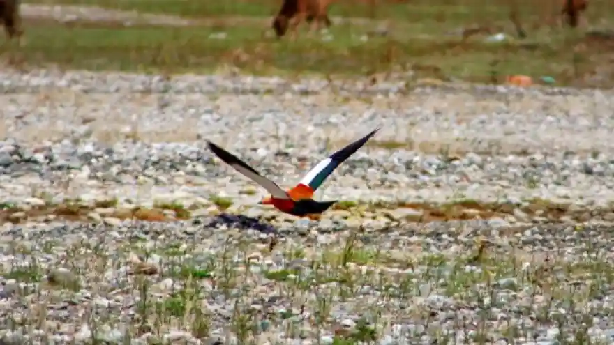 Angut kuşları Erzurum'da görüntülendi