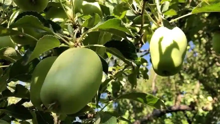 Kars'ın 'uzun elma'sında hasada sayılı günler kaldı