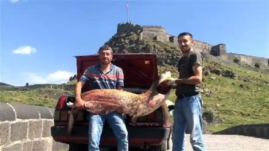 Karslı iki kardeş 2 metrelik yayın balığı yakaladı