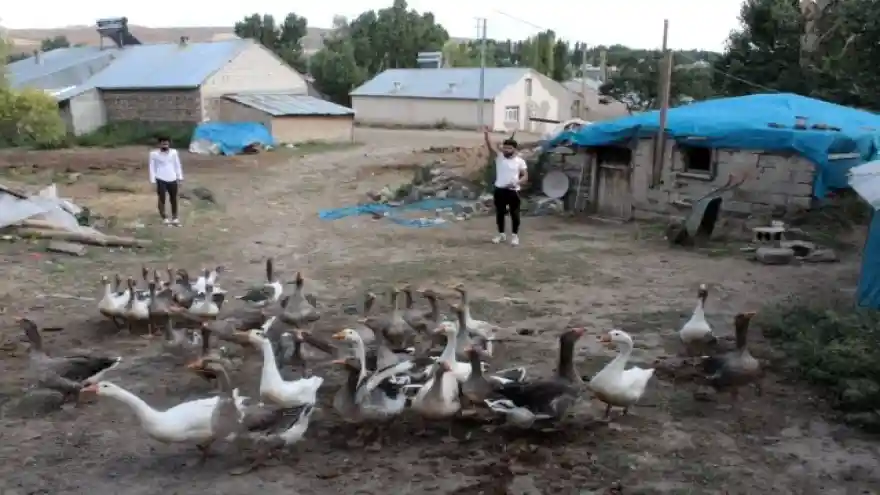 Pandemi döneminde biriktirdiği burs parası ile kaz yetiştiriciliğine başladı