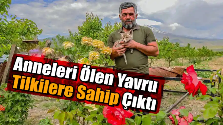 Anneleri ölen yavru tilkiler kedi ve köpek sütüyle besleniyor