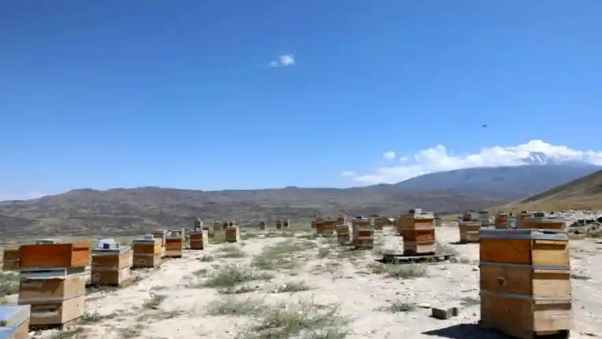 Iğdır Üniversitesinde üretilen organik bal satışa sunuldu