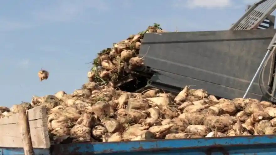 Ağrı'da şeker pancarı hasadı sürüyor