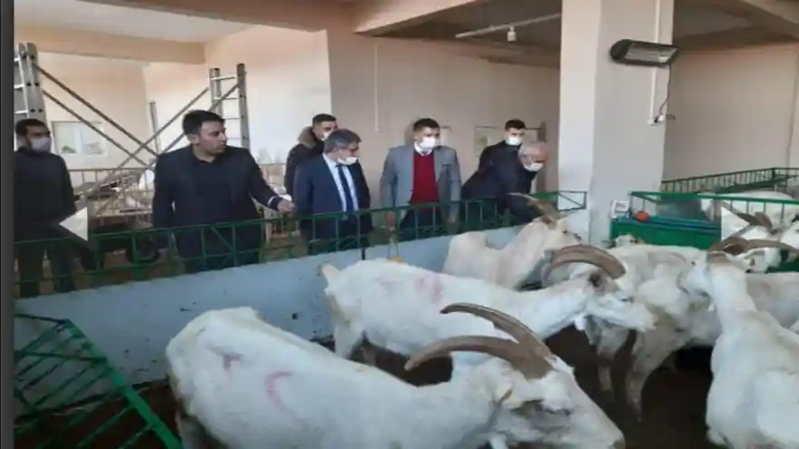 Tarım İl Müdürü Kenan ENGİN Doğubayazıt’ta kurulan İşletmeleri Ziyaret etti 