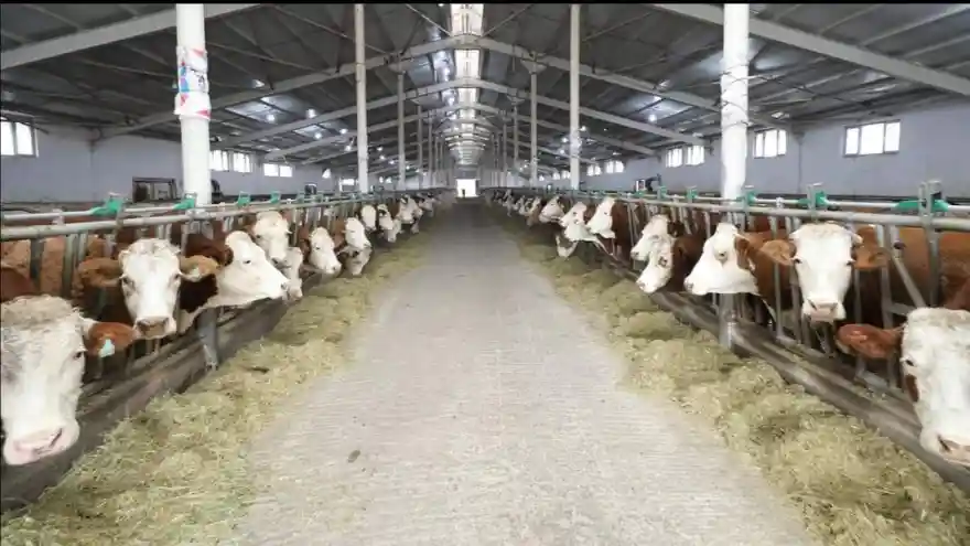 Eydın-Cevan Süt Çiftliğine ziyaret